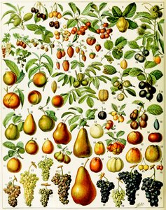 Illustration av frukt c.1923