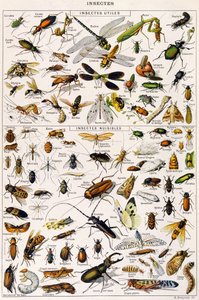 Illustration av användbara insekter och skadeinsekter c.1923 (litho)