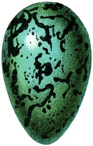 Puffin Egg, 1923 av Adolphe Philippe Millot