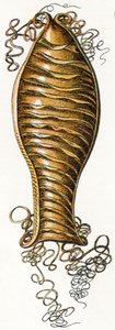 Ridged Egg fall av katthaj (Scyliorhinus), 1923 av Adolphe Philippe Millot