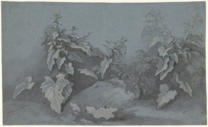 Växtstudie av Adriaan Boudewyns