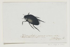 Svart vattenbagge Hydrophilus picens (titel på objekt) av Adriaan van der Willigen