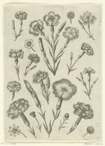 Olika ilska Florilegium (serietitel) av Adriaen Collaert