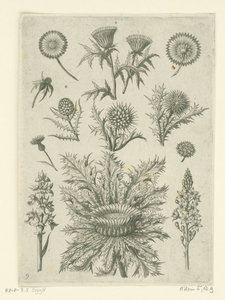Avlägsen på olika sätt Florilegium (serietitel) av Adriaen Collaert