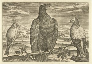 Tre fåglar i ett landskap Avium Vivae (serietitel) Fåglar (serietitel) av Adriaen Collaert