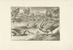 Tre svanar i en damm Fåglar (serietitel) Avium vivae (serietitel) av Adriaen Collaert