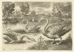Tre svanar i en damm Fåglar (serietitel) Avium vivae (serietitel) av Adriaen Collaert