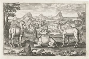 Dromedärer och en kamel Fyrbenta djur (serietitel) Animalivm Qvaddrvpedvm (serietitel) av Adriaen Collaert