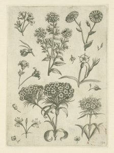 Söta William och andra blommor Florilegium (serietitel) av Adriaen Collaert