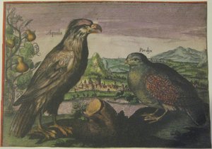 Örn och rapphöna, Iconotheca Valvasoriana av Adriaen Collaert