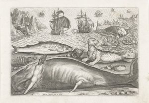 En multe, ett sjölejon och en val på stranden Fiske (serietitel) Piscivm vivae-ikoner (serietitel) av Adriaen Collaert