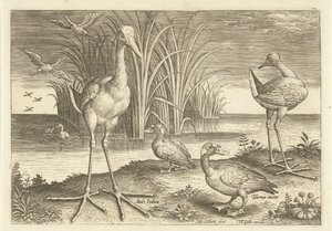 Några vattenfåglar på en strand Fåglar (serietitel) Avivm vivae (serietitel) av Adriaen Collaert