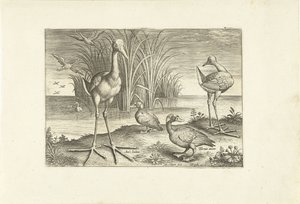 Några vattenfåglar på en strand Fåglar (serietitel) Avivm vivae (serietitel) av Adriaen Collaert