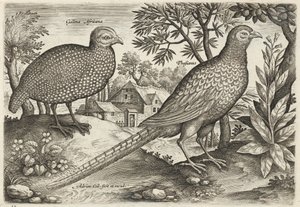 Pärlhöna och fasan av Adriaen Collaert