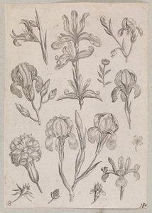 Iris av Adriaen Collaert