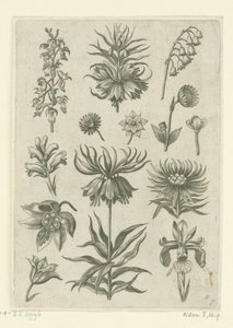Kejsarkrona, orkidé och liljekonvaljer Florilegium (serietitel) av Adriaen Collaert