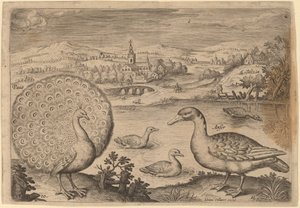 Påfågel och gås av Adriaen Collaert