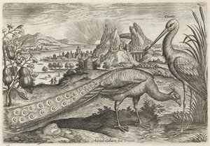 Påfågel och stork