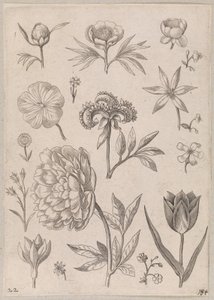 Pion av Adriaen Collaert