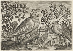 Duva och fink av Adriaen Collaert