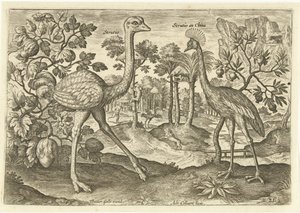 Två flyglösa fåglar i ett landskap Avium Vivae (serietitel) Fåglar (serietitel) av Adriaen Collaert