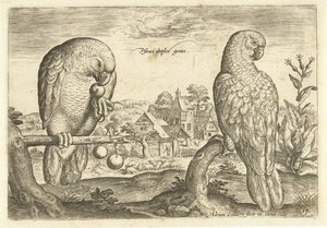 Två papegojor i ett landskap Avium Vivae (serietitel) Fåglar (serietitel) av Adriaen Collaert