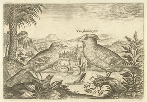 Två fåglar i ett landskap Fåglar (serietitel) Avium Vivae (serietitel) av Adriaen Collaert