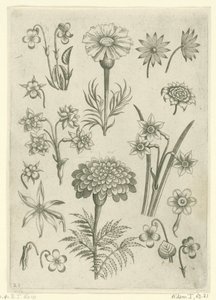 Olika blommor, violer och påskliljor Florilegium (serietitel) av Adriaen Collaert