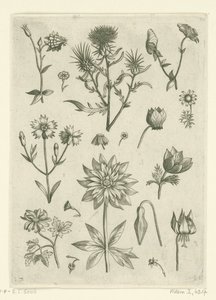 Olika blommor, inklusive akleja och cyklamen Florilegium (serietitel) av Adriaen Collaert