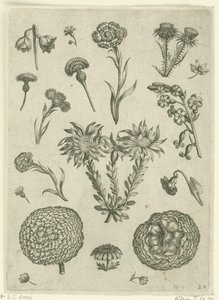 Olika blommor, inklusive krysantemum och tistel Florilegium (serietitel) av Adriaen Collaert