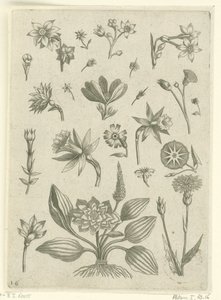 Olika blommor, inklusive trumpetpåskliljor Florilegium (serietitel) av Adriaen Collaert