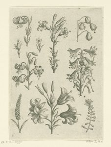 Fyra stora liljor och några mindre blommor Florilegium (serietitel) av Adriaen Collaert