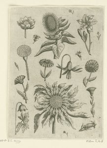 Solros och andra blommor. Florilegium (serietitel) av Adriaen Collaert