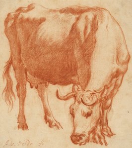 En ko som betar, ca 1663 (Rödkritritning)