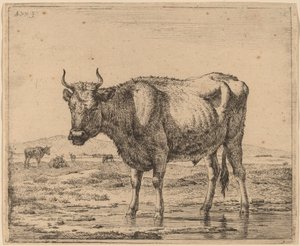 Tjur som står i vatten av Adriaen van de Velde