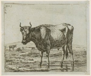 Tjur stående i vatten, blad 6 ur serien ”Olika djur” av Adriaen van de Velde