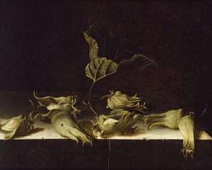 Stilleben med hasselnötter, 1696 (olja på papper)