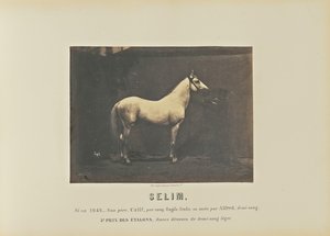 Selim av Adrien Alban Tournachon