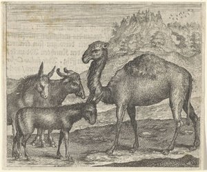 Fabel om åsnan, buffeln, kamelen och mulen