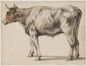 En stående ung tjur av Aelbert Cuyp
