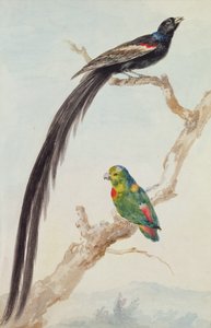 En långstjärtad änkefågel och en blåkrönt hängande papegoja, 1783 (krita, wc & penna på papper) av Aert Schouman