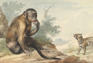 En apa som sitter på en klippa och tittar på en sivet, 1764.