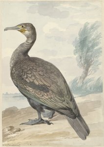 Skarv av Aert Schouman