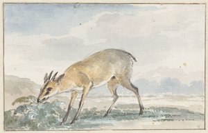 Pärlhöns eller Sylvicapra Grimmia av Aert Schouman