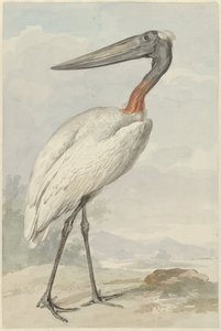 Jabiroe (Jabiroe mycteria) av Aert Schouman