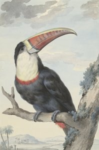 Rödnäbbad tukan, 1748