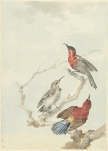 Tre Crimson Sunbirds av Aert Schouman