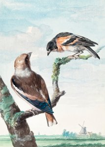 Två fåglar  Bockfink