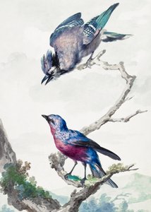 Två fåglar: en blåskata och en purpurbrystad cotinga
