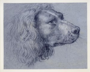 Huvudstudie av en spaniel av Agostino Carracci